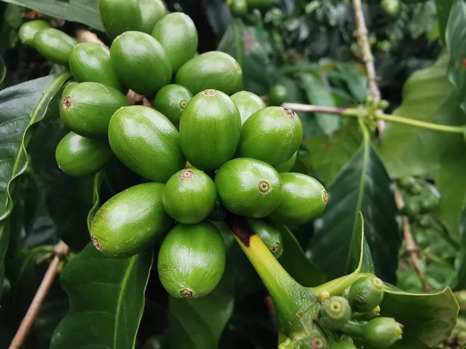 Frutos verdes de café entre hojas brillantes en Boquete, Chiriquí